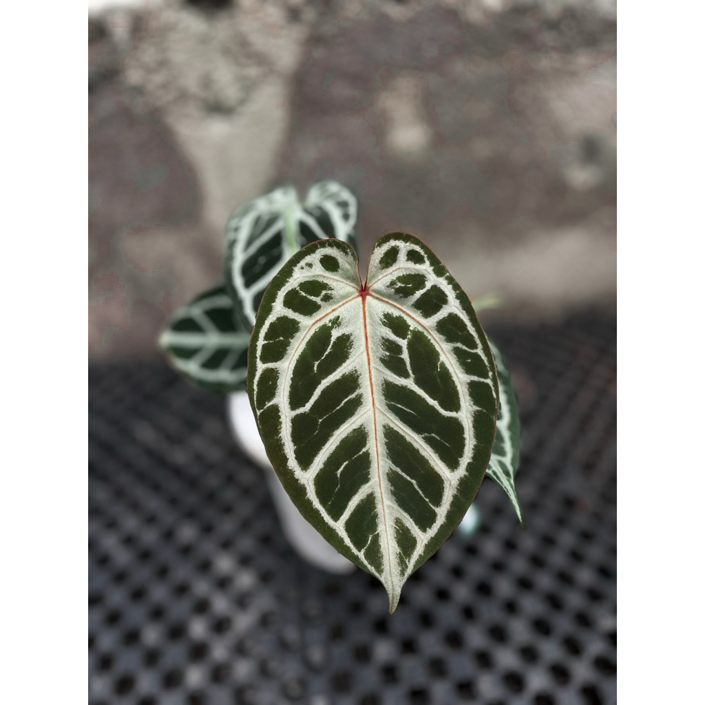 anthurium red tiger best caracter ( selected ) original