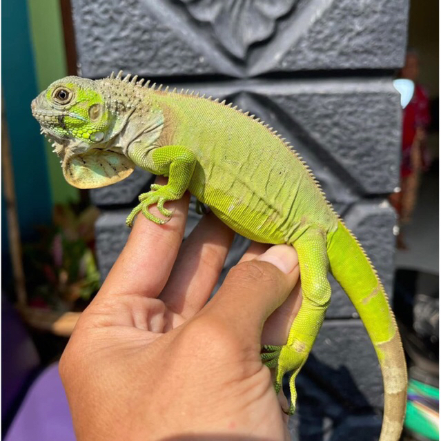 Koleksi green iguana juve josss -+65cm // iguana green remajay