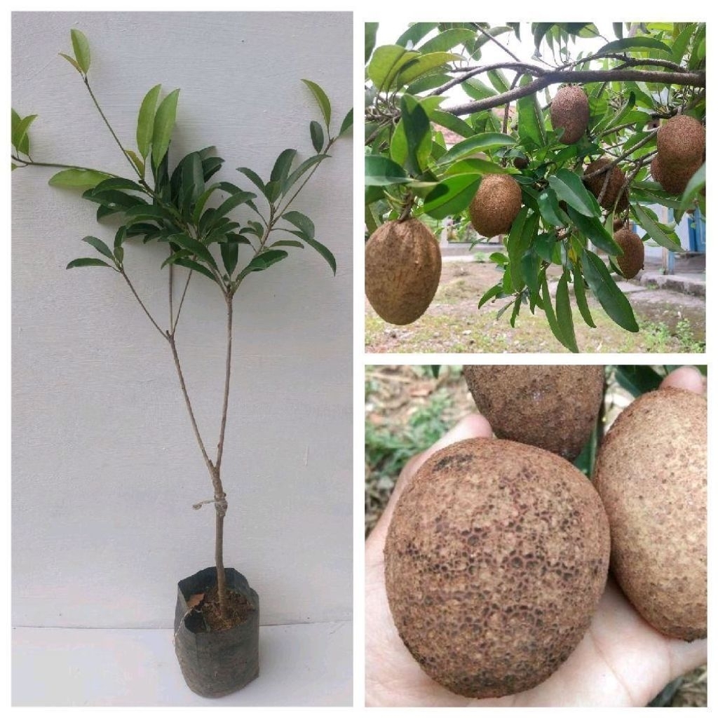 Bibit Sawo Jumbo CM 19 Tinggi 50 cm Sawo Jumbo Malaysia Garansi Valid