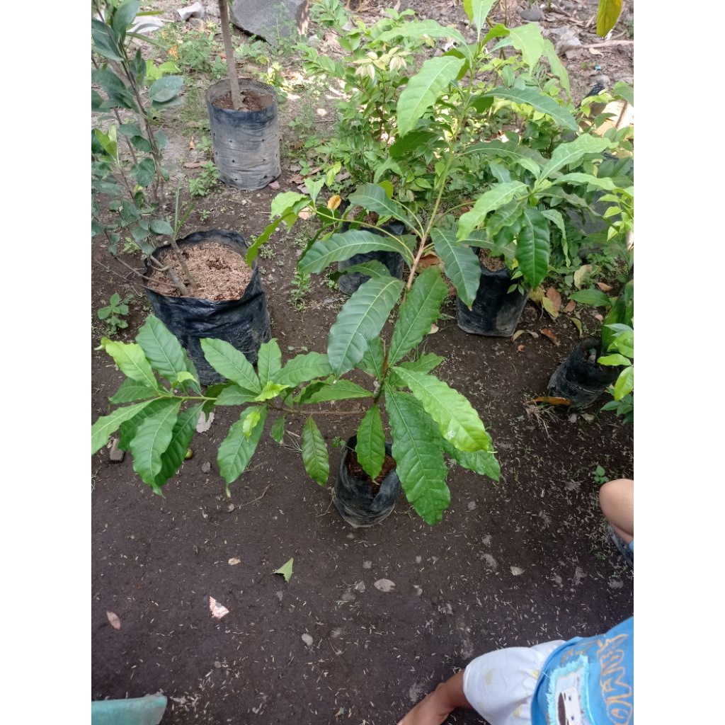 BIBIT ABIU JUMBO OKULASI