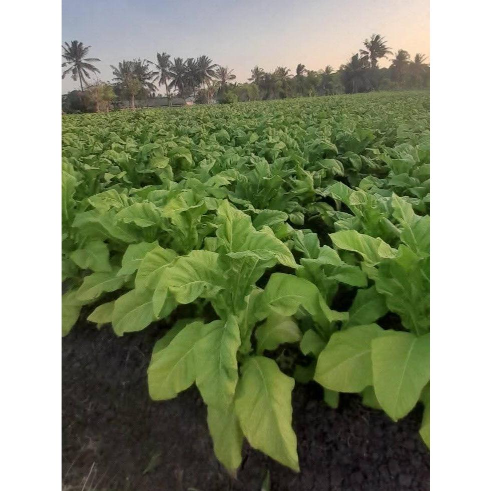 Benih Virginia K-326 Lombok (1 gram)