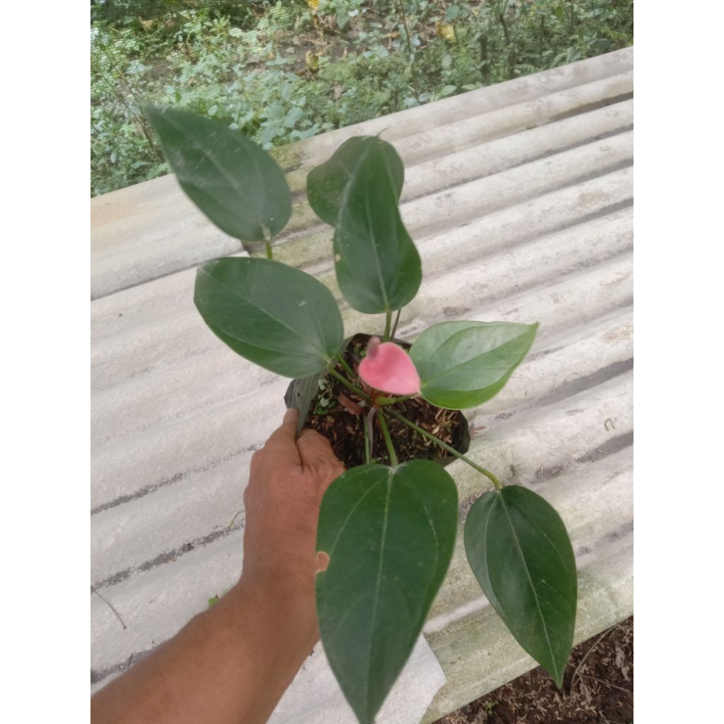 Anthurium bunga pink
