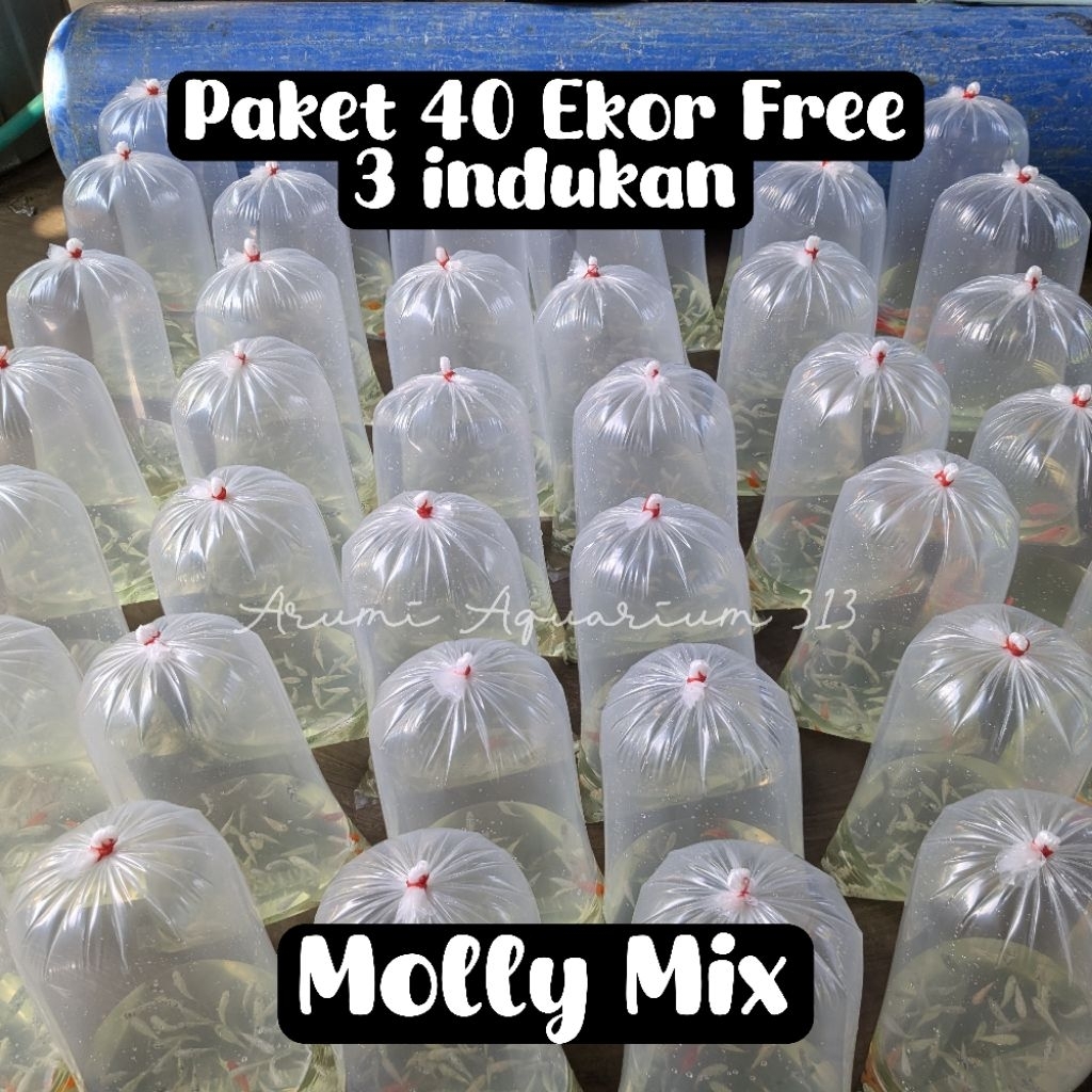 Pakan Ikan Predator Paket Random 40 ekr Molly bonus indukan 3 ekor/Ikan Hias/Aquarium/Aquascape/Moll