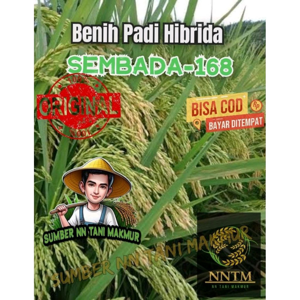 Benih Padi Super Hibrida SEMBADA-168 Kemasan (5 KG)