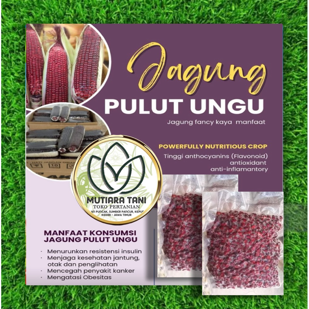 Jagung Pipil Ketan Ungu Utuh Siap Konsumsi 500gr