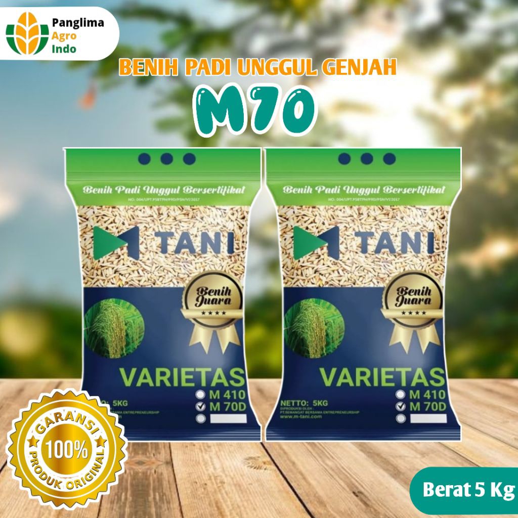 Benih Padi Unggul M70 | Umur Genjah/Pendek Panen Umur 75 - 80 Hst