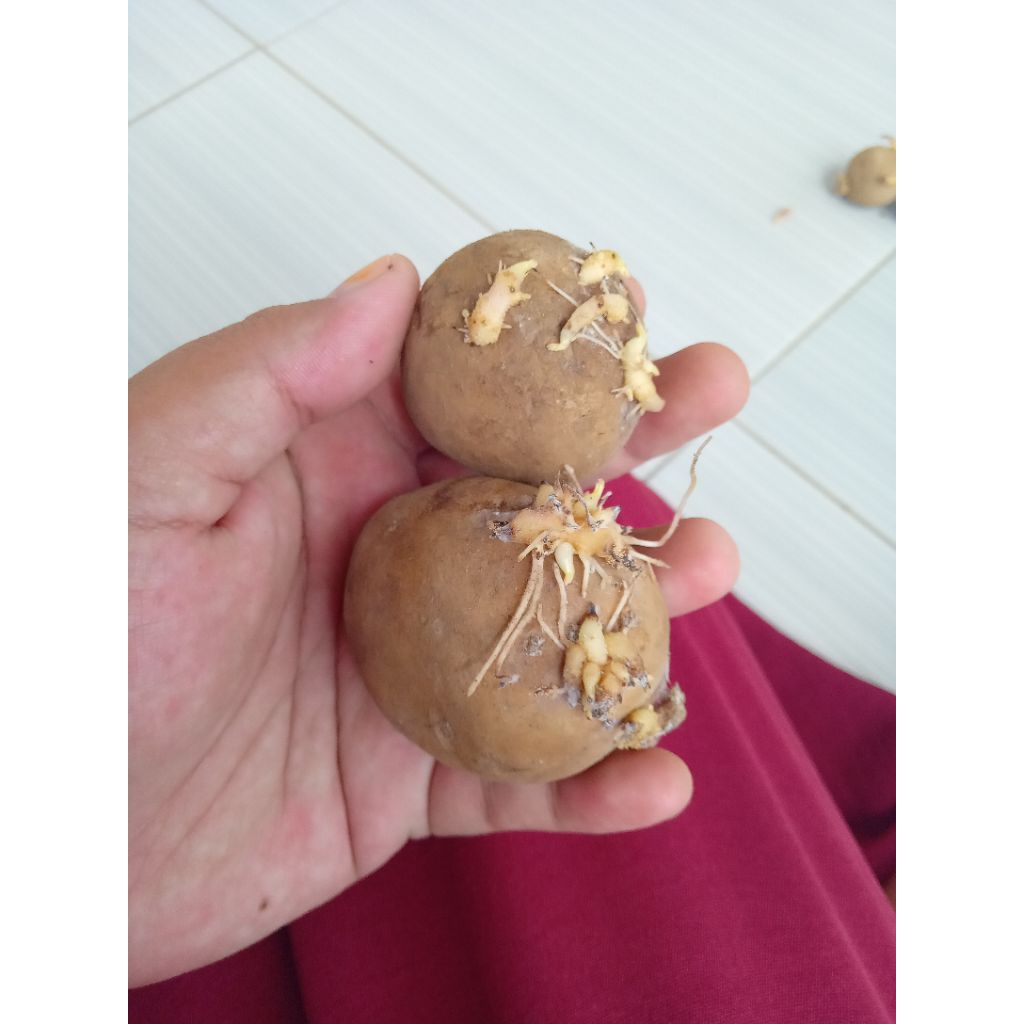 benih kentang Granola L g2