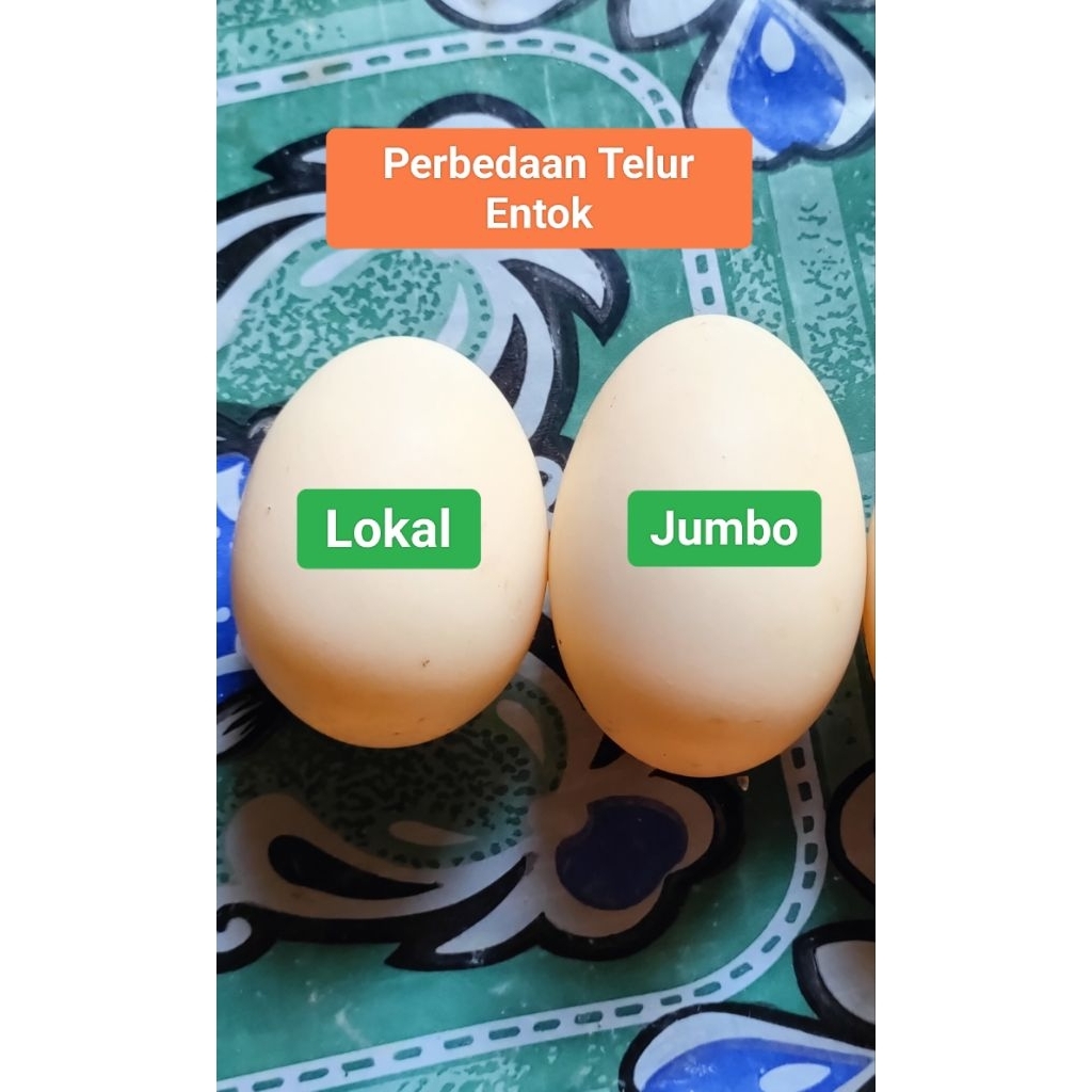 Telur Entok Jumbo Original Fertil | Untuk di tetaskan