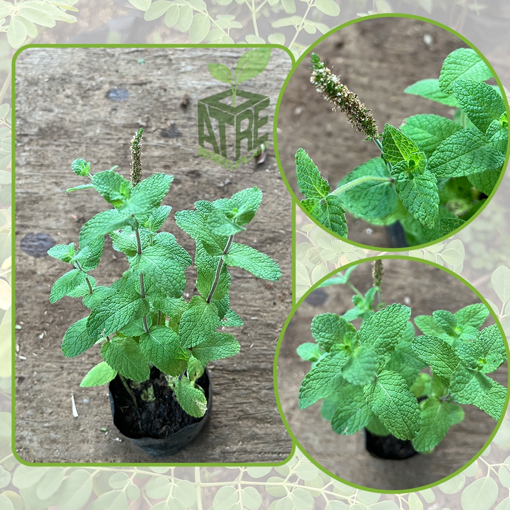 Bibit Tanaman Apple Mint Bibit Mint Apple MInt Bibit Apel MInt