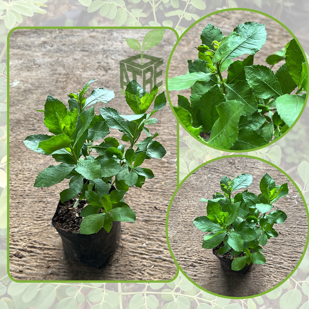 Bibit Tanaman Beluntas Bibit Pohon Baluntas Tanaman Daun Beluntas Bibit Daun Beluntas Lenabeau Lemat