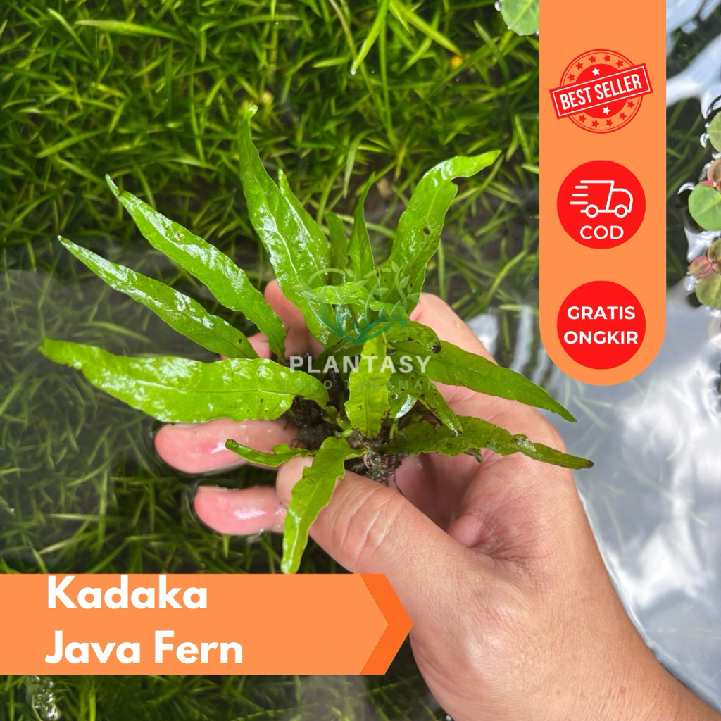 Tanaman Air Kadaka Java Fern | Tanaman Aquascape Hidup | Aquascape Plant
