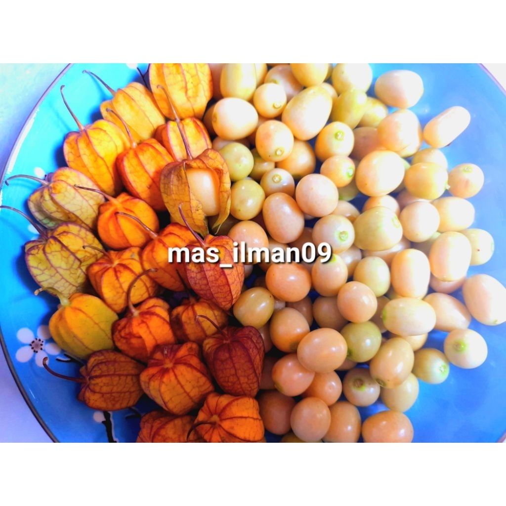 buah ciplukan harga per 250gram