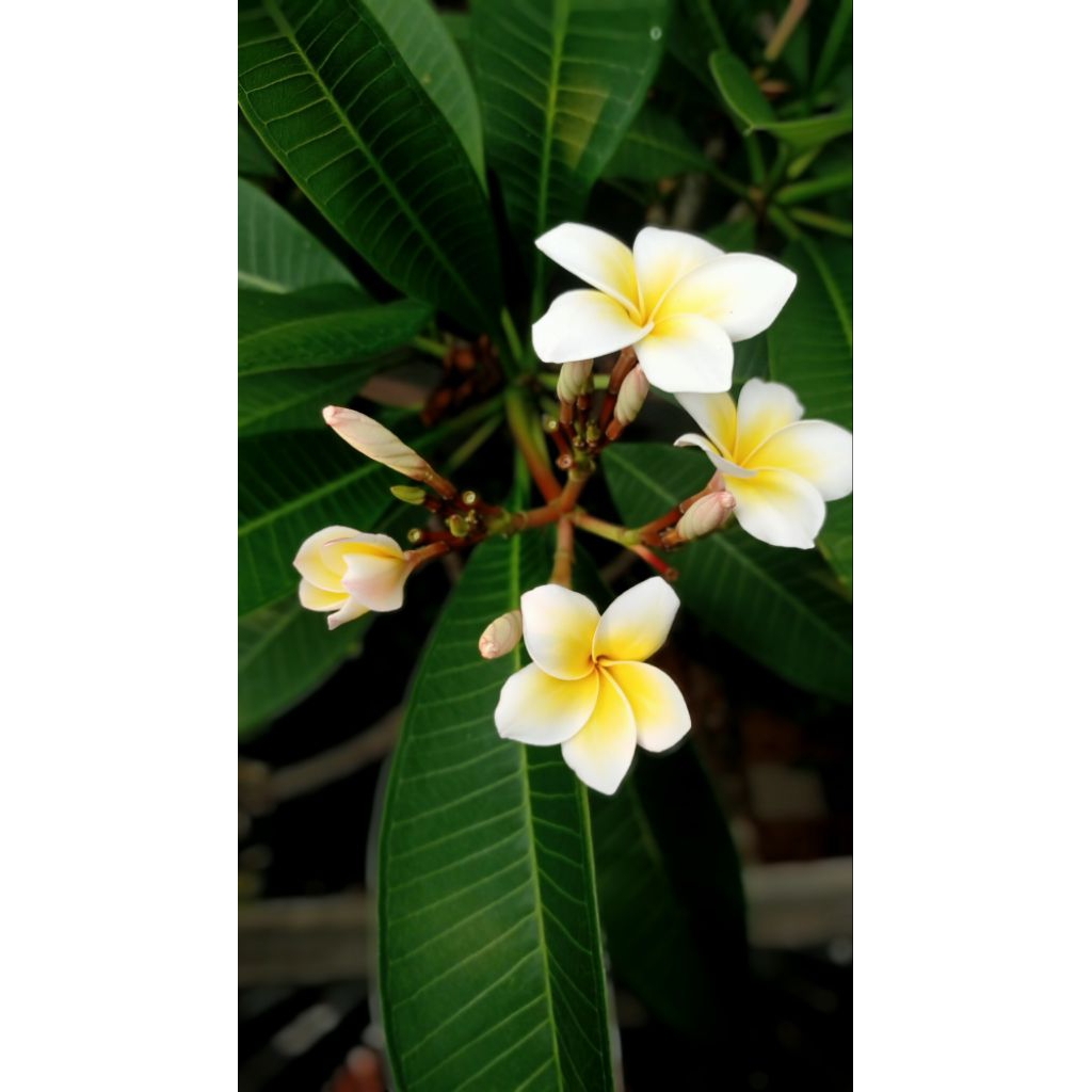 Stek Batang Kamboja Bali Fresh Cutting dan ada akar, Putih Gradasi Kuning 20cm, Real Pic
