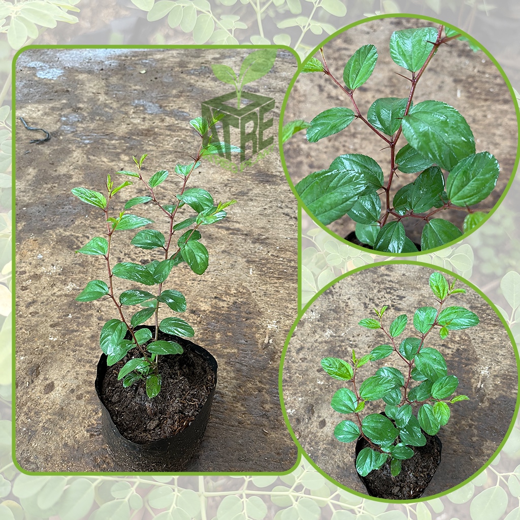 Bibit Tanaman Pohon Bidara Arab Shidr Sidr Tanaman Buah Herbal Tanaman Kayu