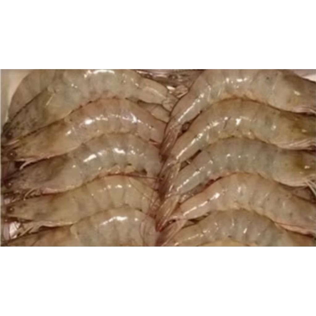 Udang Vaname jumbo isi30-40
