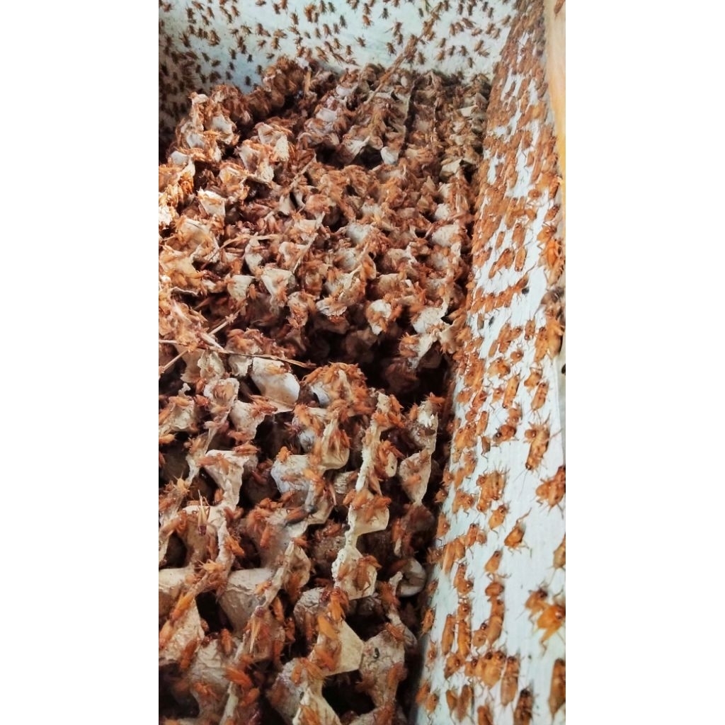 TELUR JANGKRIK MADU KUNYIT MURNI 100% BERAT 1000G//1KG