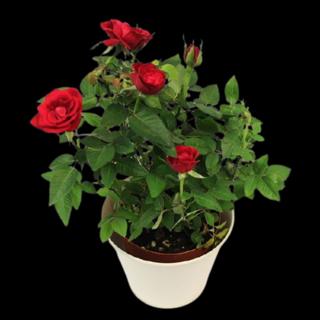 bibit tanaman bunga mawar/bunga mawar merah