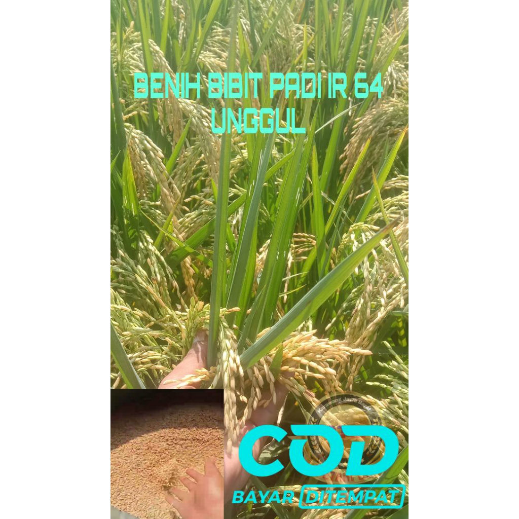 BENIH BIBIT PADI IR 64 SUPER JUMBO KEMASAN 5KG