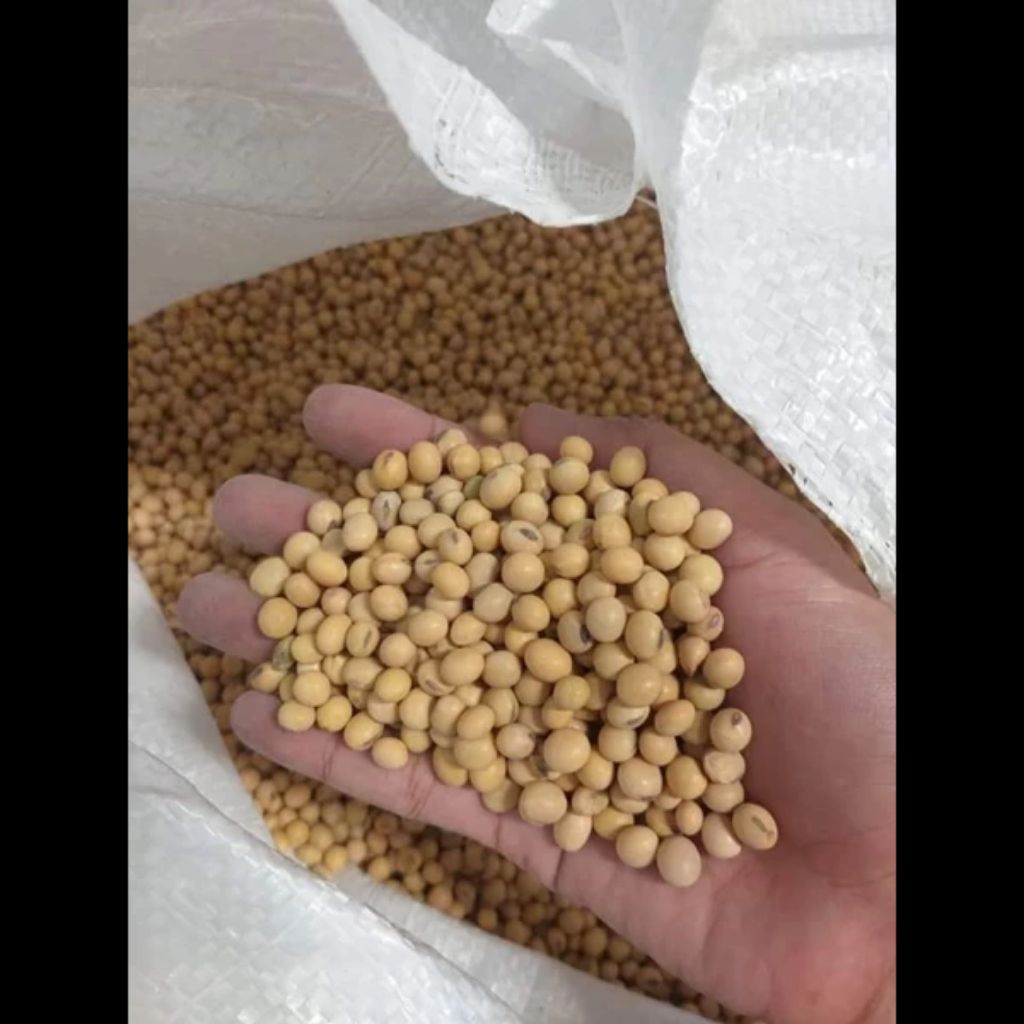 kacang kedelai berkualitas, kedelai untuk tempe, jual kacang kedelai murah, bahan makanan sehat‎