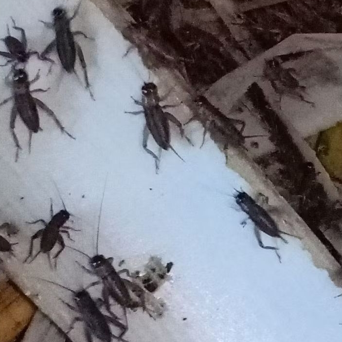 jangkrik Genggong grobogan mas