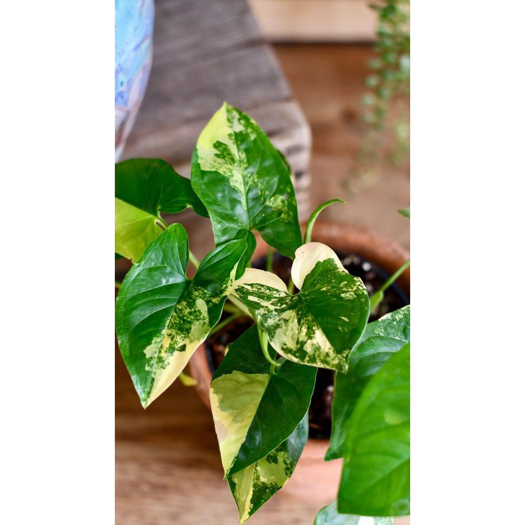 syngonium yellow variegata