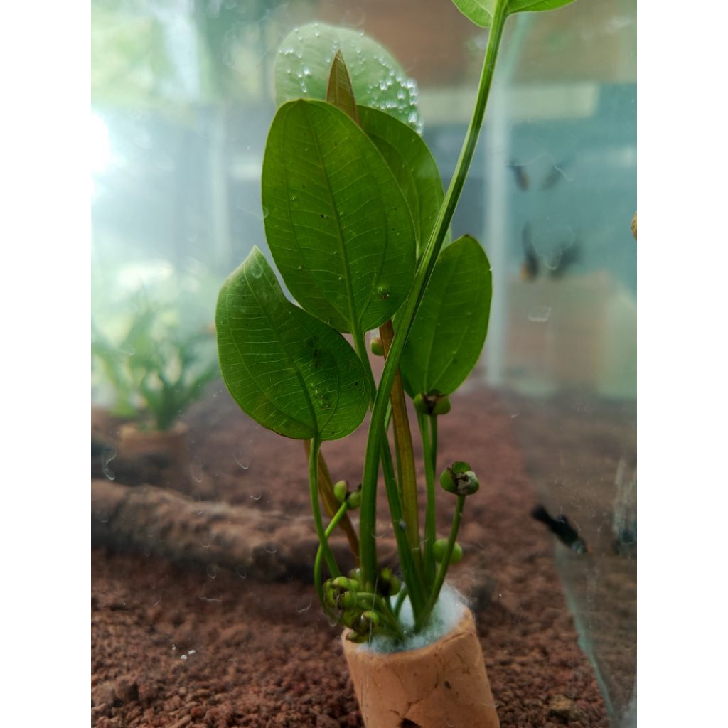 melati air pot ukuran mini tanaman air low co2