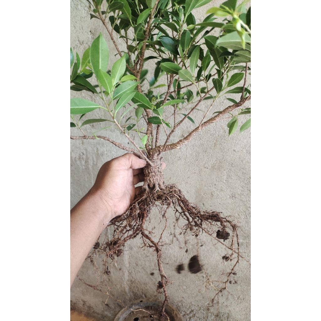bahan bonsai ficus beringin kimeng realpic sesuai gambar