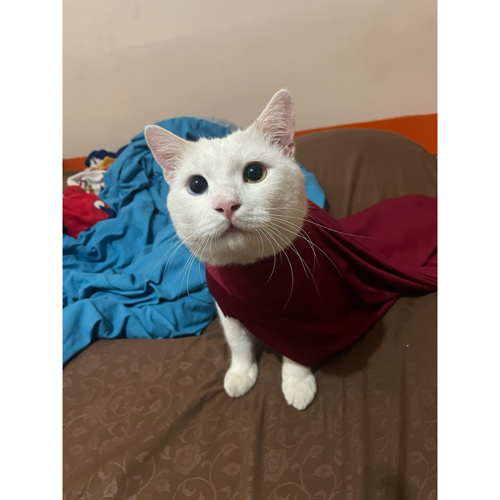 kucing campuran mata odd eye