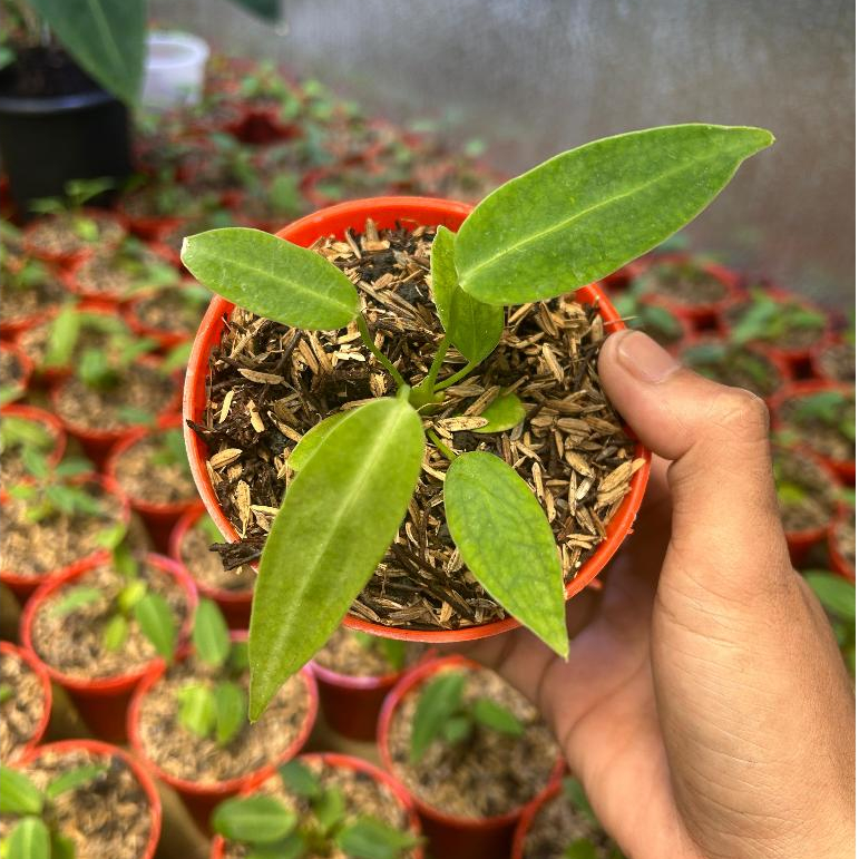 Anthurium Warocqueanum | Lidah gajah | Warok | Bibit Anthurium Warocqueanum