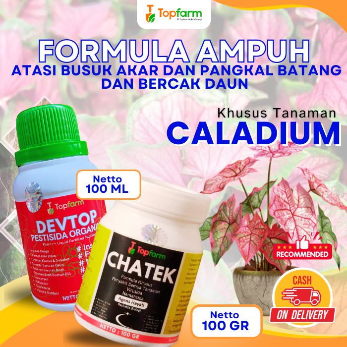 Obat Hama Tanaman Keladi / Obat Hama Ulat Daun Tanaman Keladi / Pembasmi Hama Tanaman Keladi