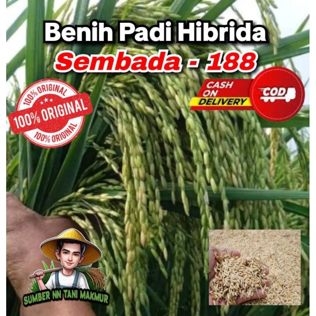 (5 Kg) Benih Padi Hibrida SEMBADA 188 Super Bibit Unggul Gabah Berkualitas