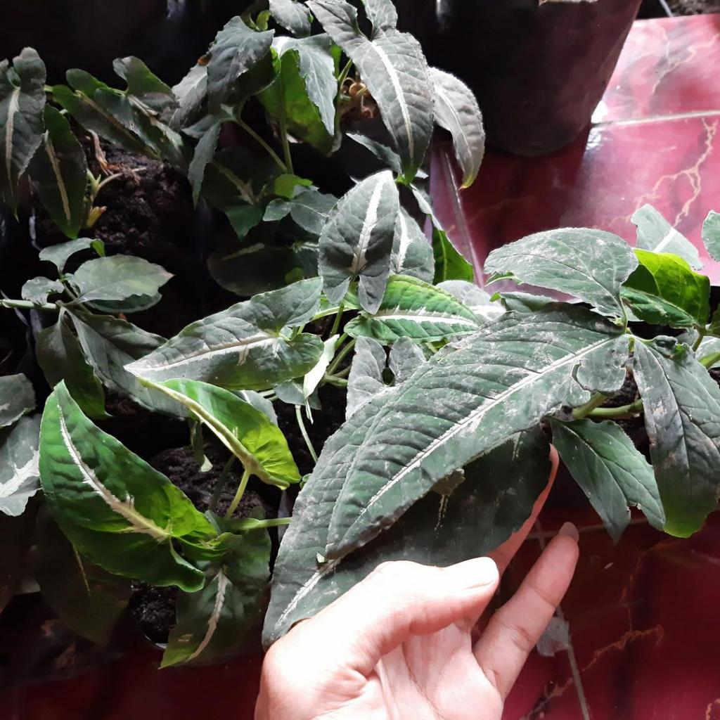 syngonium wendlandii