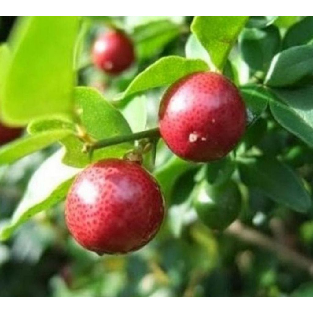 Jeruk kinkit bahan bonsai