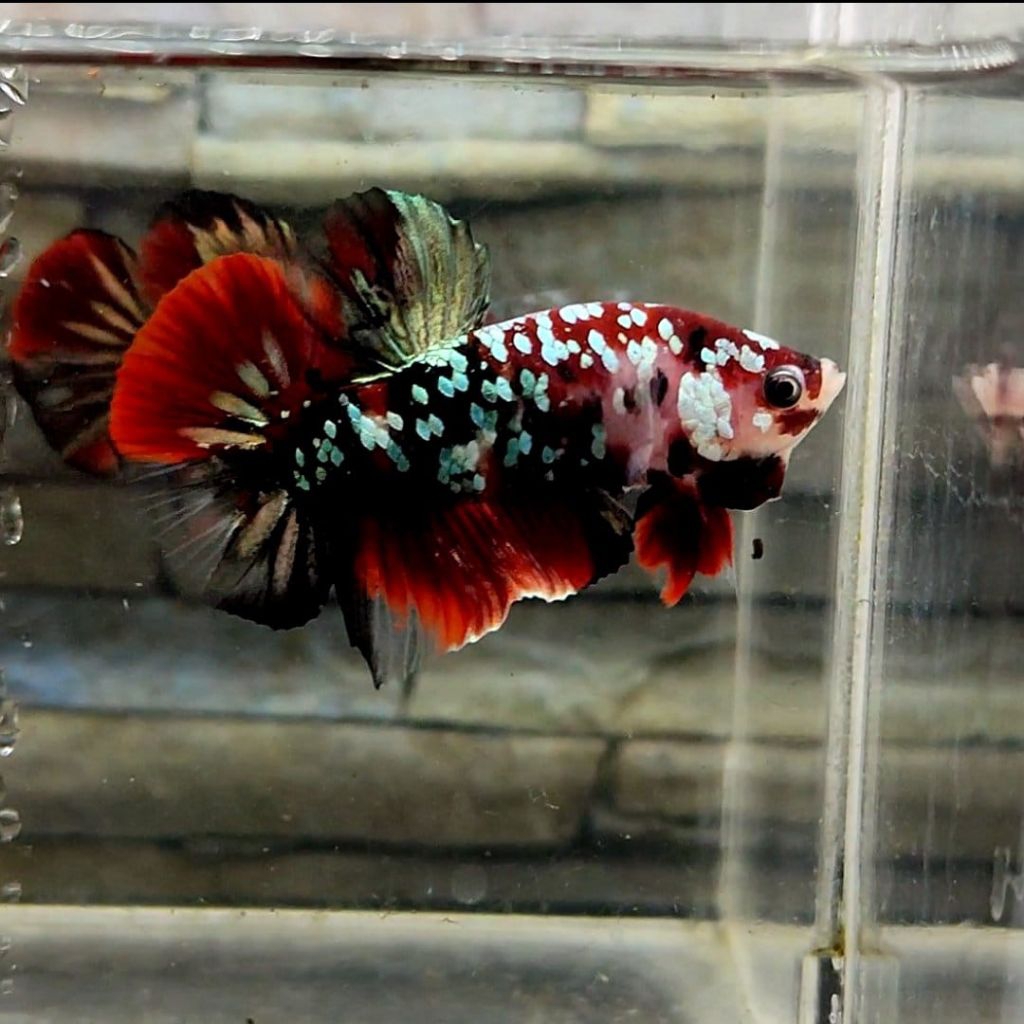 hiasan akuarium ikan cupang red koi copper paket siap breeding