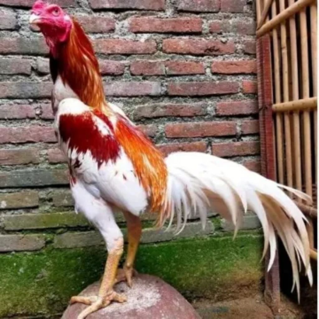 TELUR AYAM BANGKOK PAKOY SIAP UNTUK DI TETASKAN FERTIL