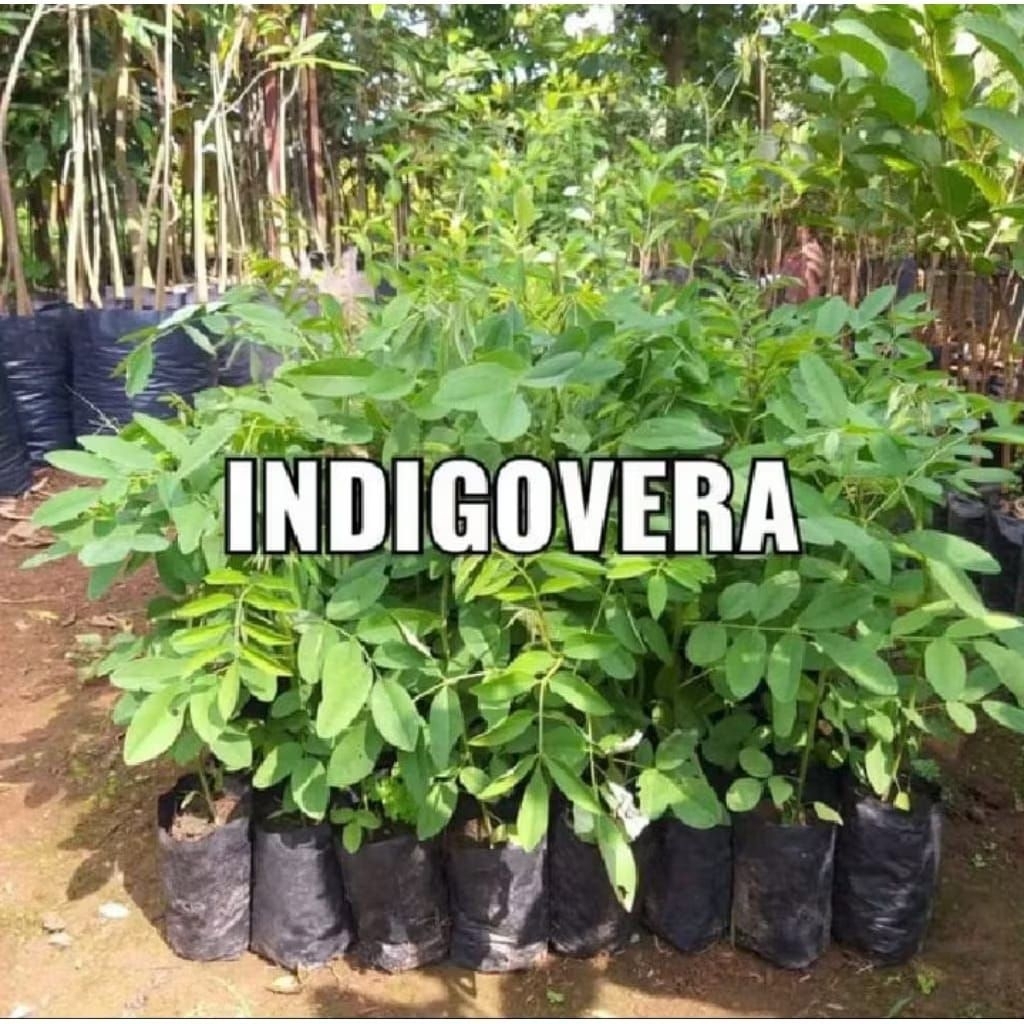 Bibit Indigofera Pakan Ternak