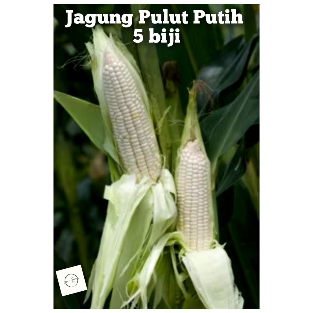 Benih Jagung Pulut Putih