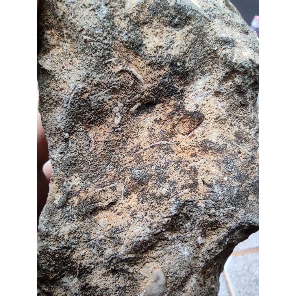 Natural Batu Fosil Kapur Langka – Kerang & Koral Purba - Ukuran Medium