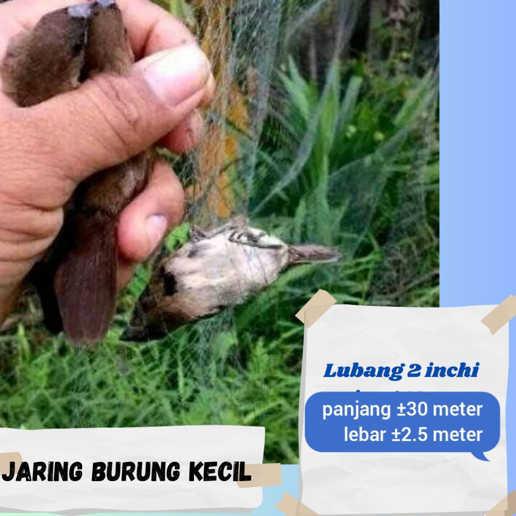 jaring burung kecil ukuran 2 jari / 2 inch panjang ±30 meter lebar ±2.5 Meter jaring burung kutilang