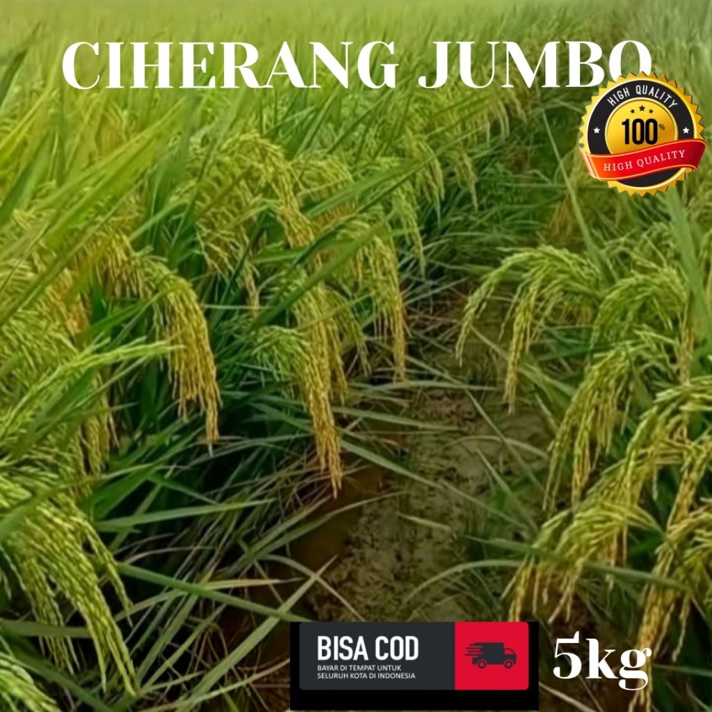 BIBIT BENIH PADI CIHERANG JUMBO BERKUALITAS UNGGUL KEMASAN 5KG