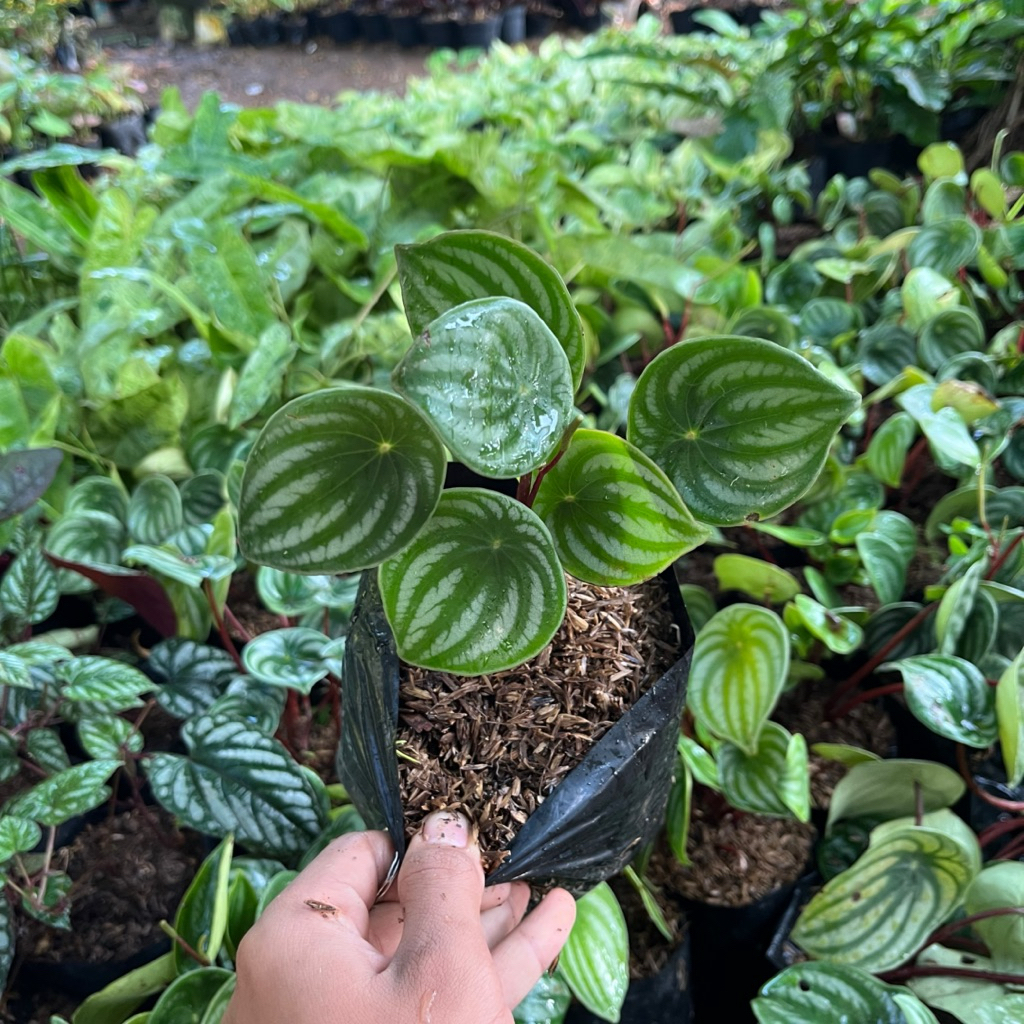 TANAMAN HIAS PEPEROMIA WATERMELON || PEPEROMIA WATERMELON