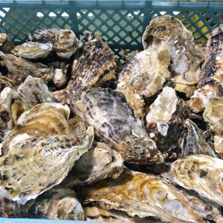 Kerang Tiram Oyster 1Kg / Kerang Tiram Oyster 1Kg / Seafood Segar / Kerang Laut / Kerang Segar 1Kg
