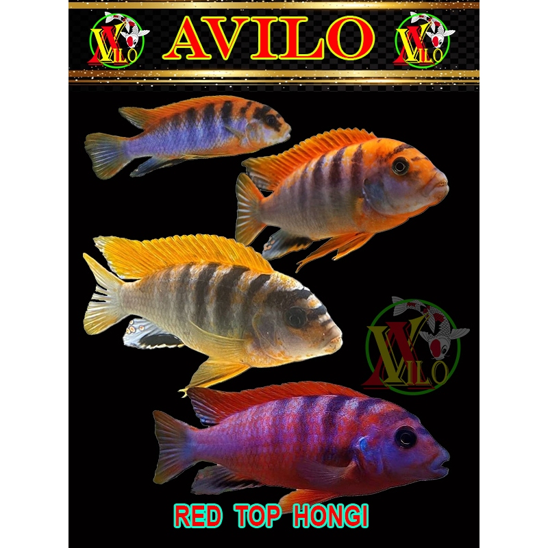 ojek ikan hias red hongi afrika siklid siklit ciclid size kecil ( belum ada warna )
