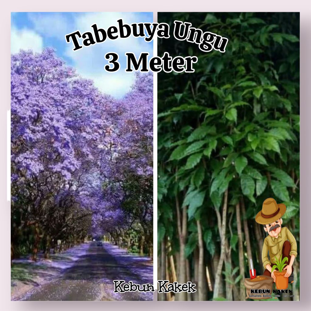 Tabebuya Ungu 3 Meter / Tanaman Pelindung Tabebuya Ungu / Tabebuya Bunga Ungu Tinggi 3 Meter / Pohon