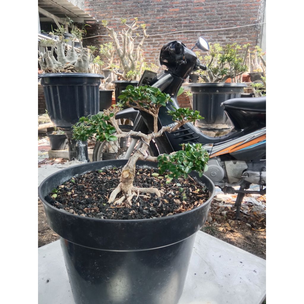 Bonsai Sancang Small