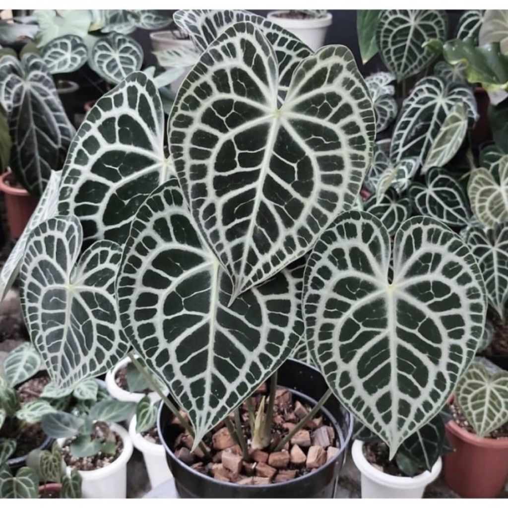 Promo 2 biji antorium kuping gajah variegata (KG) BIJI ANTHURIUM