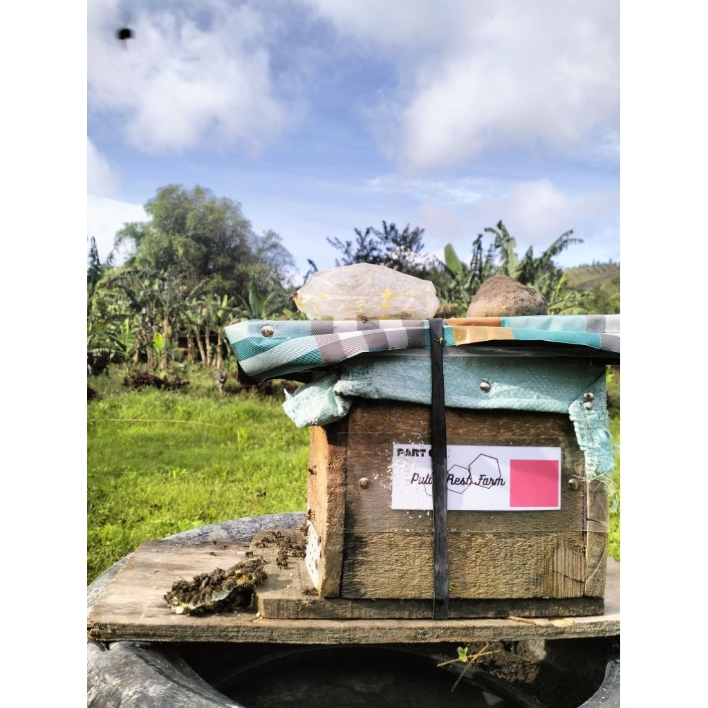 bibit Lebah Apis Cerana.