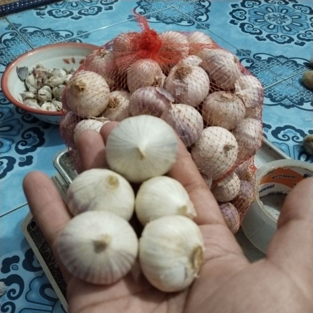 500 gram bawang putih tunggal ukuran super jumbo