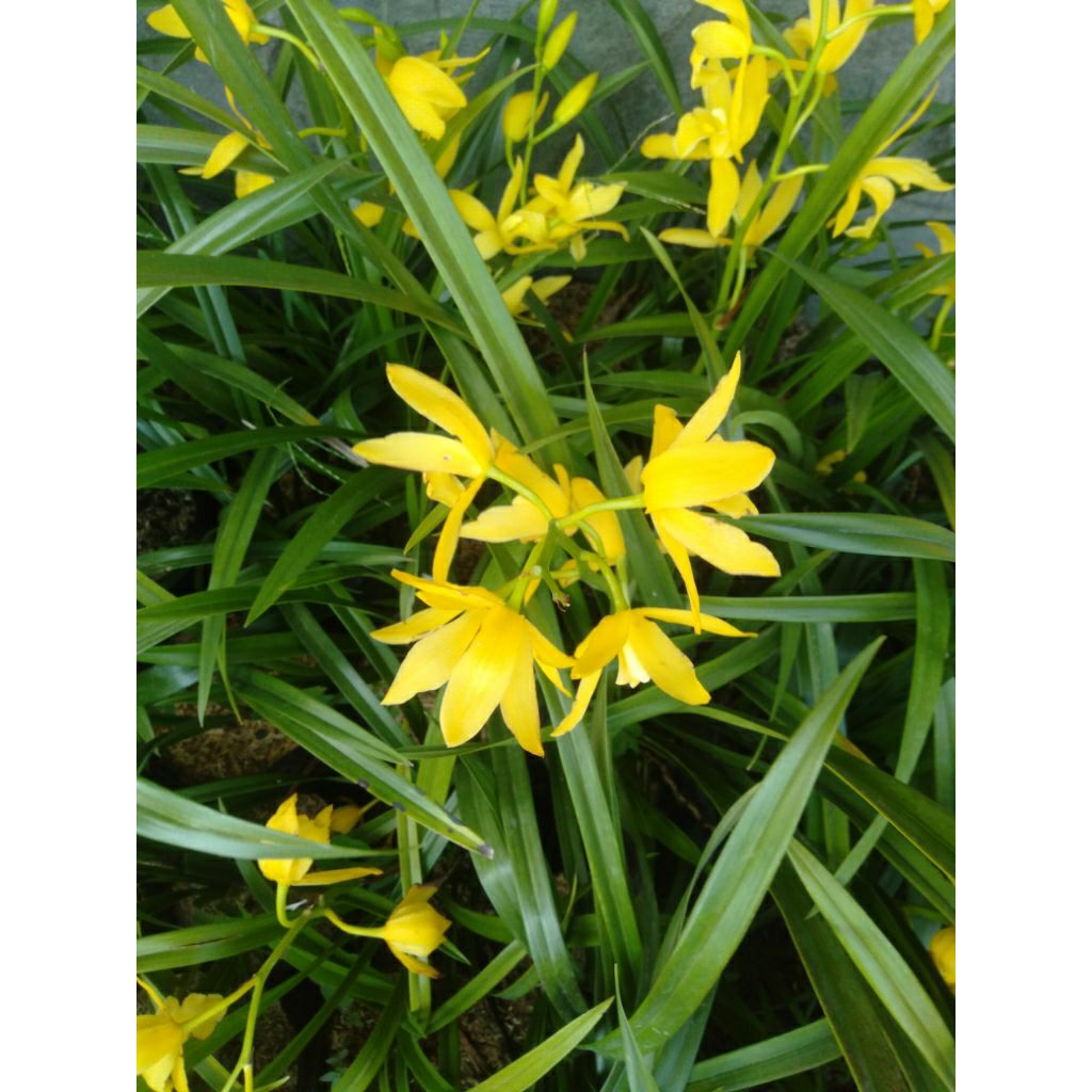 Anggrek Tanah Cymbidium Golden Boy