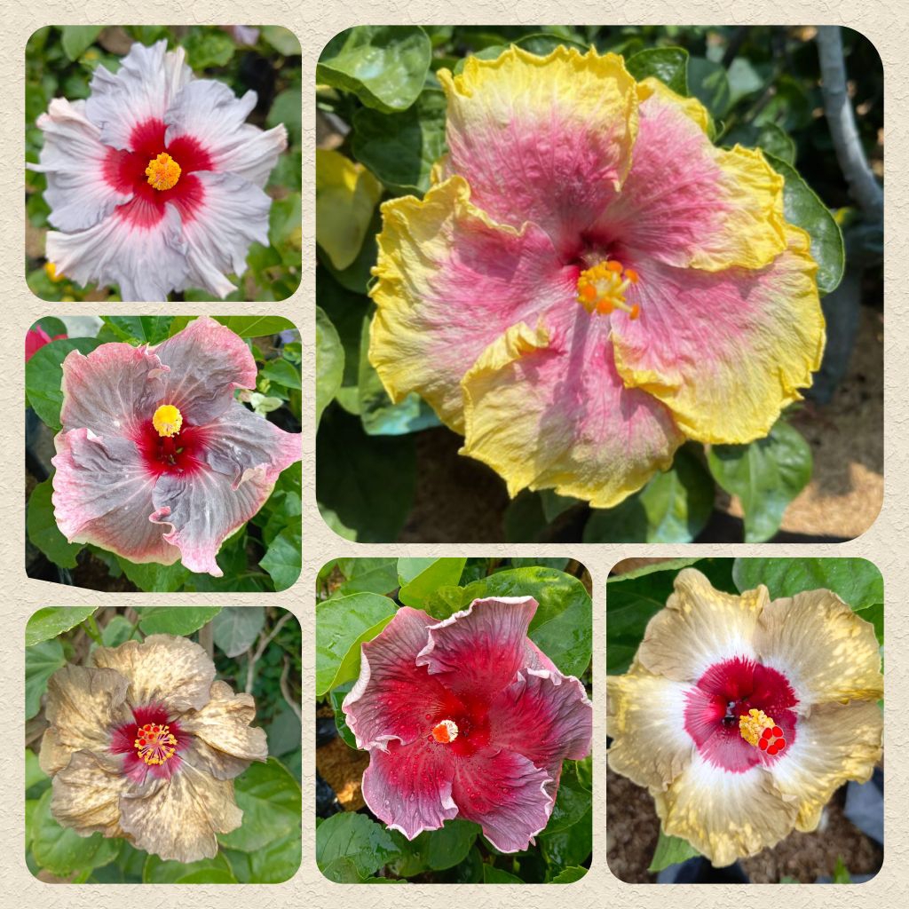 Hibiscus Import